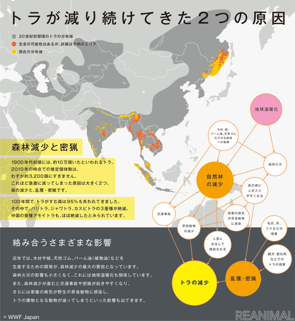 トラの生息地図(WWF Tiger Alive Initiative ウェブサイトよりWWFジャパンが作成)© WWF Japan