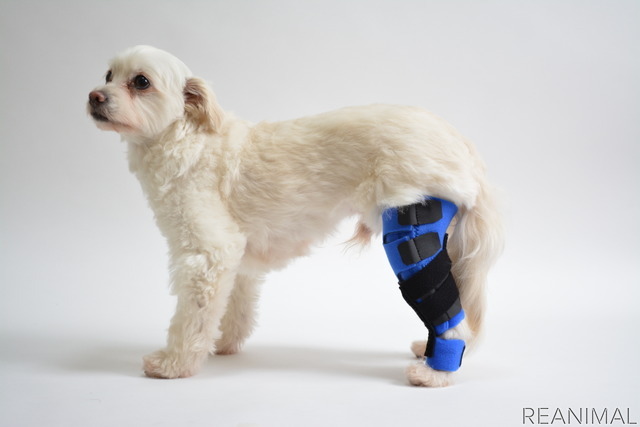 膝の保存療法を行う「ACL BRACE」