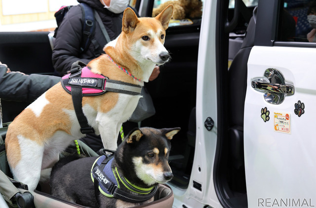 Honda Dogブース(わんにゃんドーム2022)