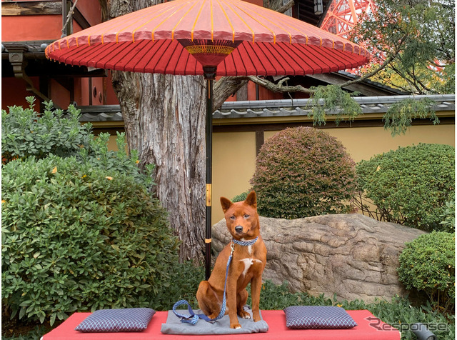 美濃柴犬の一斗くん