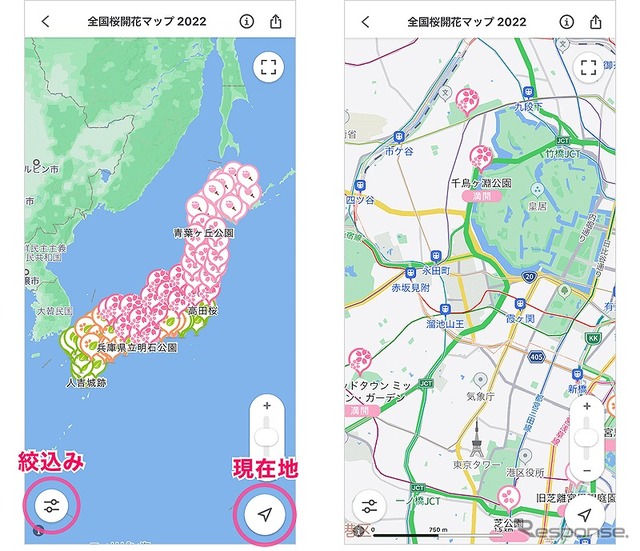 全国桜開花マップ 2022:現在地周辺を確認したい場合は「現在地ボタン」を、開花状況で絞り込み検索をする場合は「絞り込みボタン」をタップ