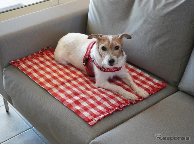 ドッグフレンドリーカーに積んでおきたい愛犬用災害対策アイテム10