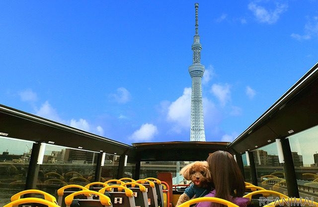 「vipわんツアー!」×「代々木わんわんカーニバル」、東京観光&ドッグイベントを楽しむコラボツアー開催