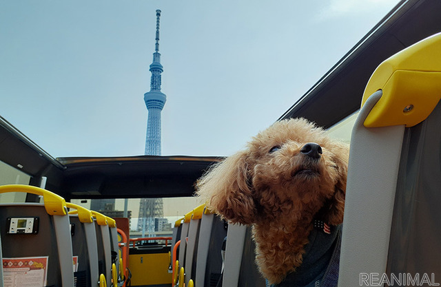 「vipわんツアー!」×「代々木わんわんカーニバル」、東京観光&ドッグイベントを楽しむコラボツアー開催