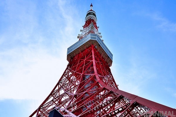 「vipわんツアー!」×「代々木わんわんカーニバル」、東京観光&ドッグイベントを楽しむコラボツアー開催