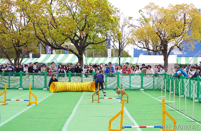 「vipわんツアー!」×「代々木わんわんカーニバル」、東京観光&ドッグイベントを楽しむコラボツアー開催