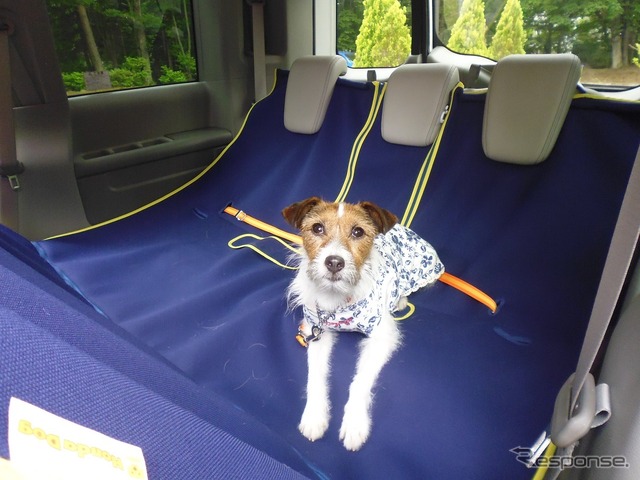 犬を車内のどこに乗せるか問題の結論