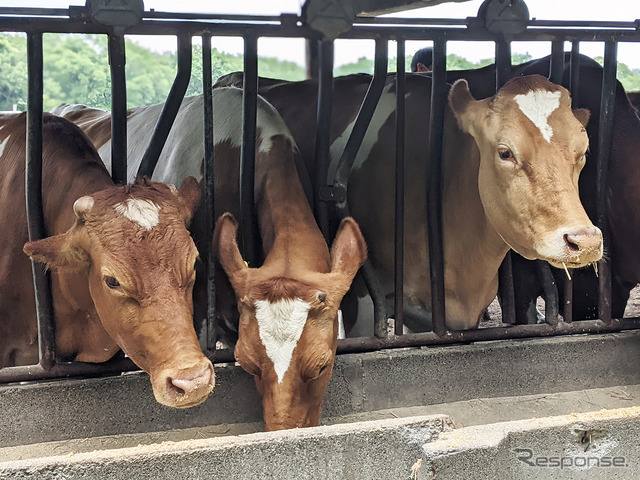 牛革は、牛肉の副産物として活用されているが…(写真はイメージ)