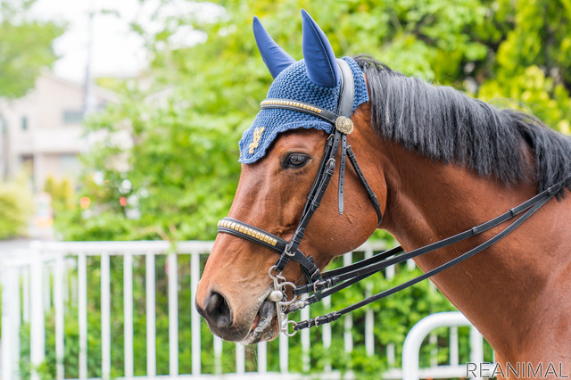 警視庁騎馬隊の命翔（みこと）号