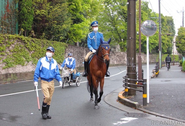 馬は、道路交通法上で「軽車両」に定められている。学童交通整理のための移動は、誘導や確認を行う職員と共に行う