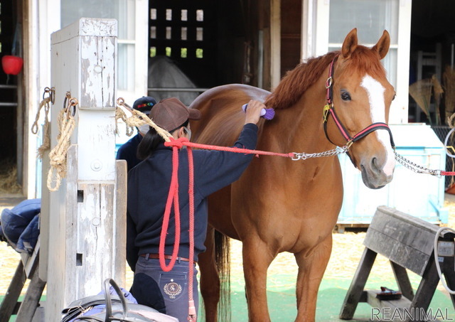 警視庁騎馬隊の厩舎にて