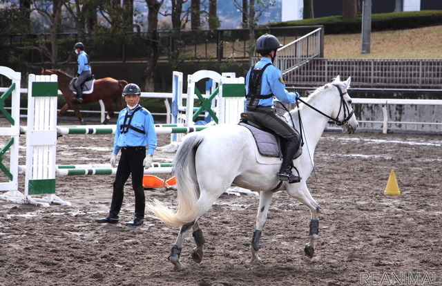 髙宮小隊長は、騎馬隊所属23年のベテラン。昭和51年高校入学時から馬術部に在籍し、馬に関わってきたという。日々馬と隊員の指導にあたっている