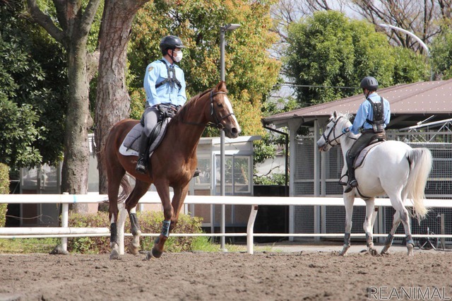 警視庁騎馬隊の訓練の様子