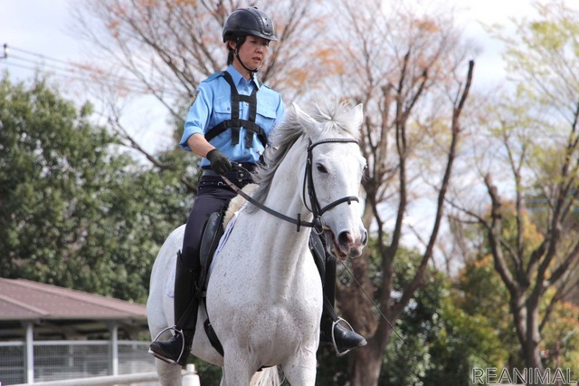 警視庁騎馬隊の訓練の様子