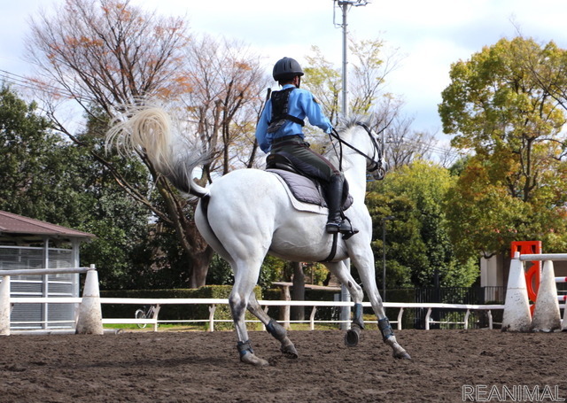 警視庁騎馬隊の訓練の様子