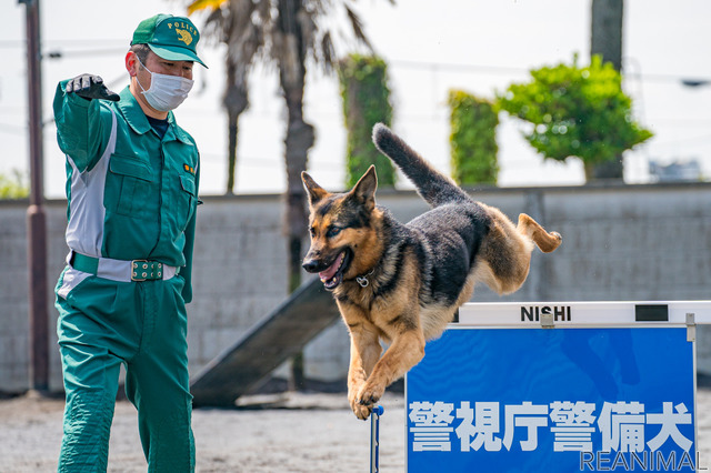 警視庁警備犬のウィル号と小野星一巡査部長
