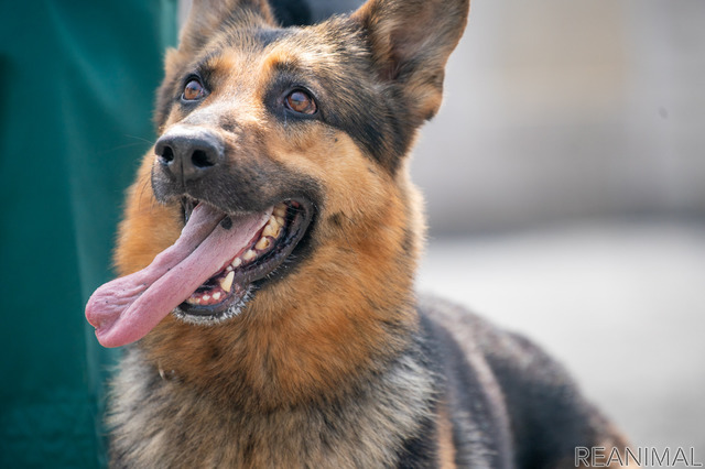 警視庁警備犬のウィル号