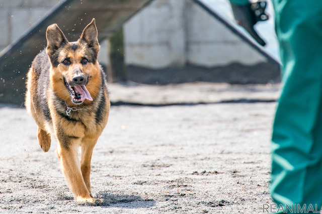 警視庁警備犬のウィル号
