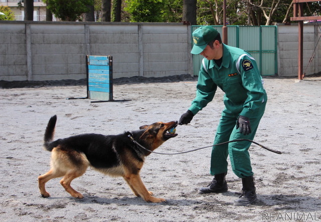 犬にとっては遊びの延長のイメージ