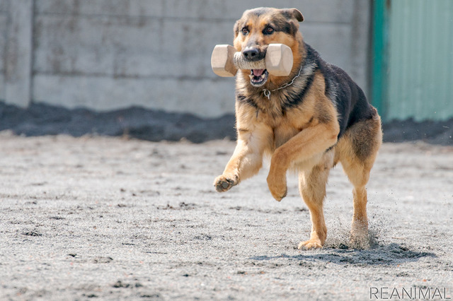 警視庁警備犬のウィル号