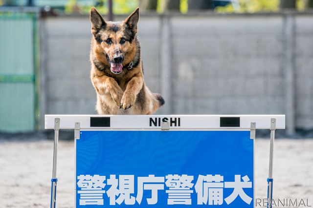 警視庁警備犬のウィル号