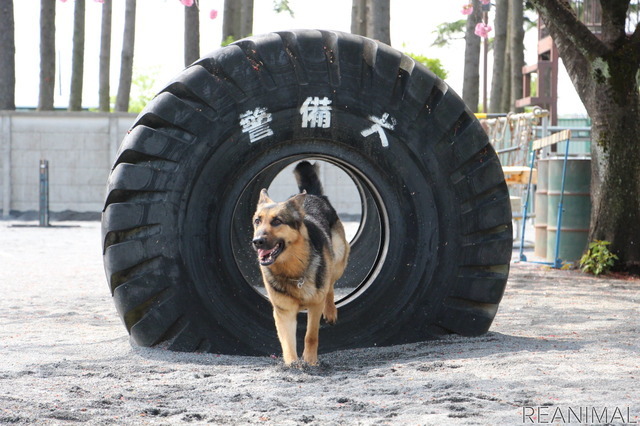 警視庁警備犬のウィル号