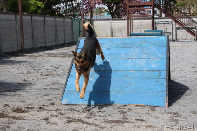 警視庁警備犬のウィル号