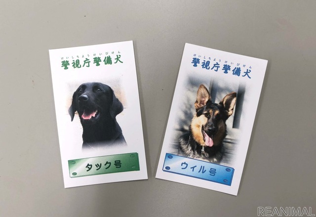 ラブラドールのタック号とシェパードのウィル号