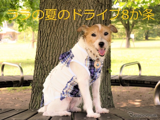 わが家の夏の愛犬連れドライブ8か条