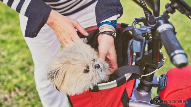 The Dog Bike PONY