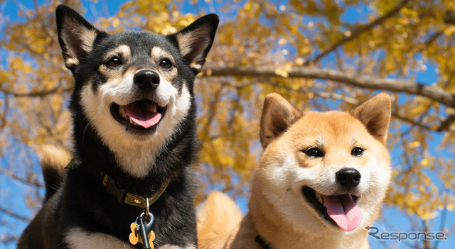 柴犬・日本犬（イメージ）