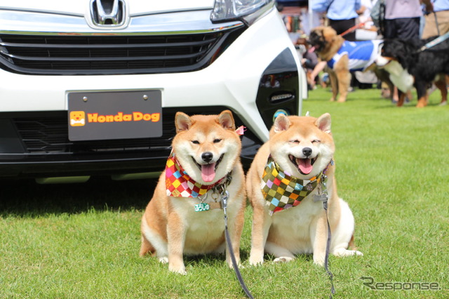 柴犬2匹の飼い主は、ペットキーカバーの色と愛犬の毛の色を合わせて楽しんでいるそう