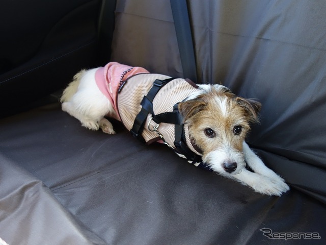 愛犬を後席に乗せるときのベストな方法とは?