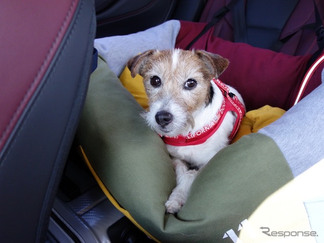 愛犬を後席に乗せるときのベストな方法とは?