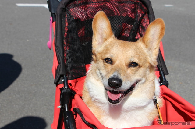 会場では愛犬を連れた人の姿も多く見られた