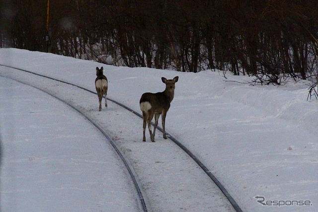 シカが出没する釧網本線。JR北海道ではさまざまな対応策を検討しているということだが、物理的な抑止策にはコスト面から限界がある。