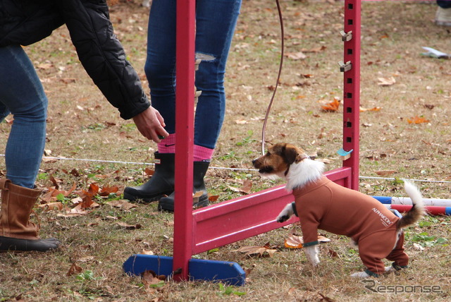 エクストリーム体験コーナー。愛犬と障害物に挑戦!