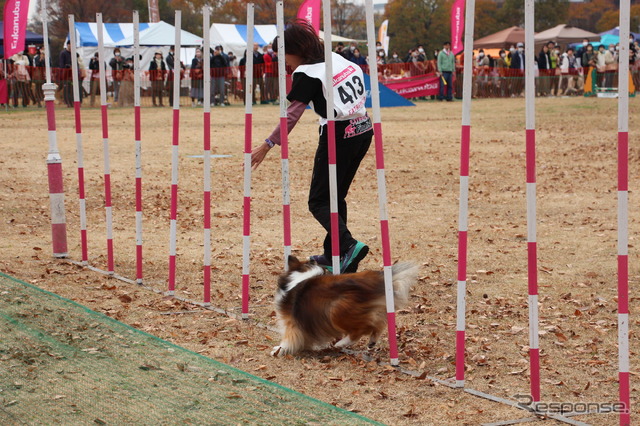 「エクストリーム」は、迫力ある走りと、飼い主と愛犬の絆を感じられるドッグスポーツ。総合種目では種類の障害を越え、スタートからゴールまでのタイムを競う