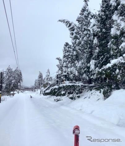 倒木が発生している信越本線長岡～柏崎間の状況。