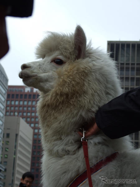 ［ミラバケッソ 写真蔵］東京 大手町にアルパカ現る！