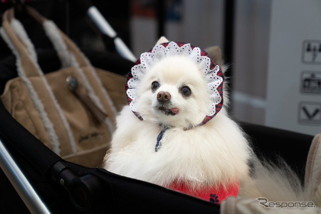 愛犬は家族の一員