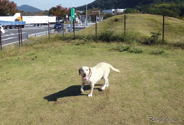 東名高速道路足柄SAは充電スポットとドッグランが至近