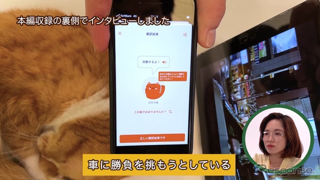 攻撃するよ!(考察:車に勝負を挑もうとしている)