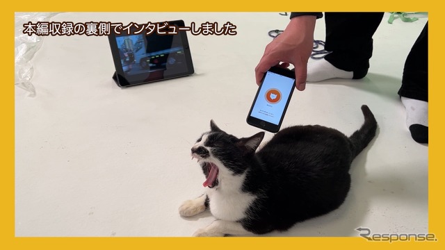 自由な猫