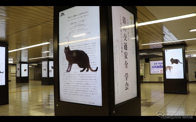 猫を交通事故から守る論文をデジタルサイネージで発表