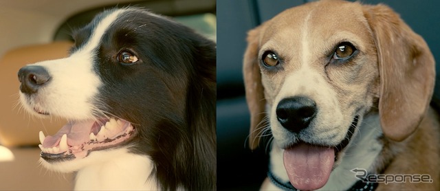 Dog's Best Friend