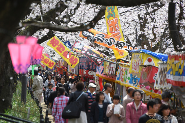 権現堂桜堤