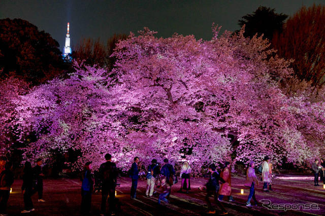 ライトアップの桜。