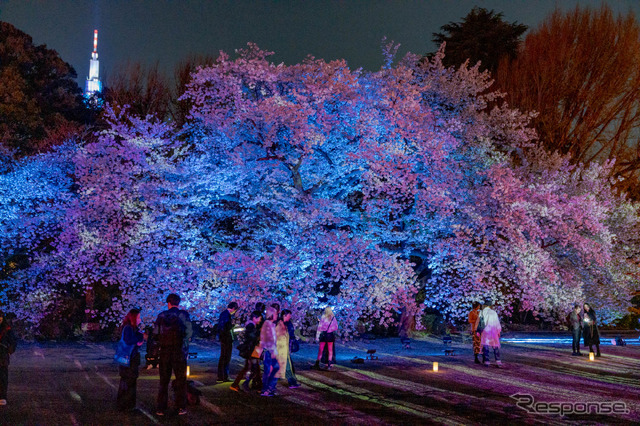 プロジェクションマッピングされた桜。