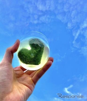 ハートのお茶（土山茶）